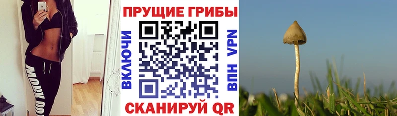 наркота  Чадан  Галлюциногенные грибы Cubensis 
